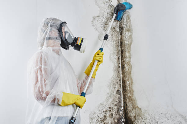 Best Mold Cleaning Services  in Amboy, WA