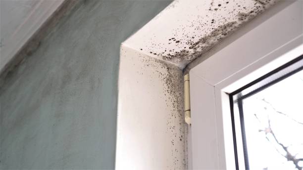 Best Local Mold Removal Service  in Amboy, WA
