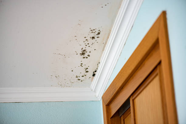 Best Same-Day Mold Removal  in Amboy, WA