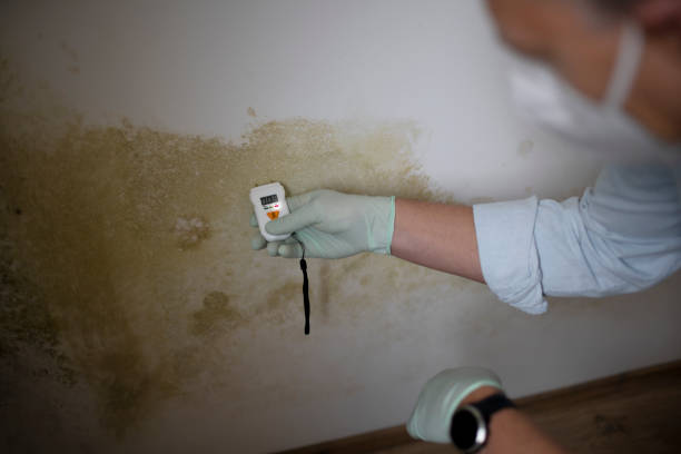 Crawl Space Mold Removal in Amboy, WA