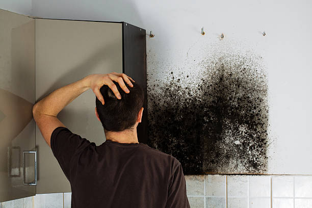  Amboy, WA Mold Removal Pros